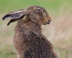 a brown rabbit sitting on top of a lush green field