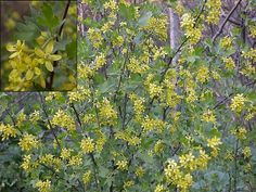 the yellow flowers are blooming in the forest