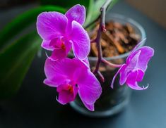 two purple orchids in a small glass vase on a black table with green leaves