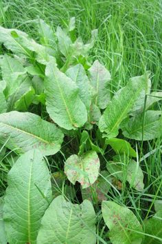 green leaves with brown spots on them in the middle of some tall grass and weeds