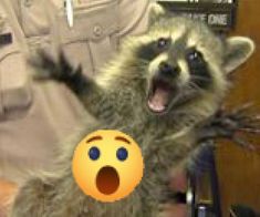 a raccoon standing on its hind legs with it's mouth wide open