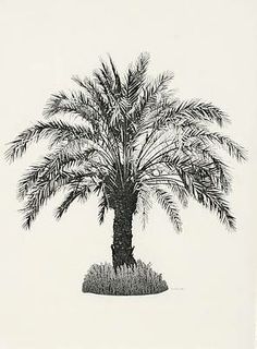 a black and white drawing of a palm tree