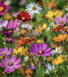 many different colored flowers in a field