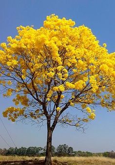 a tree with yellow flowers in the middle of a field