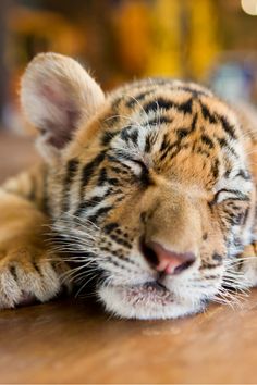 a small tiger laying on top of a wooden floor