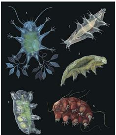 four different types of sea animals on a black background