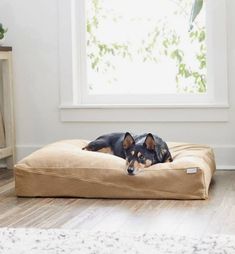 a dog laying on top of a bed in front of a white wall and window