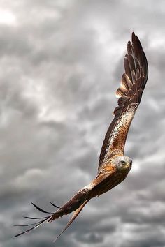 a bird flying in the air with its wings spread out and it's talon extended