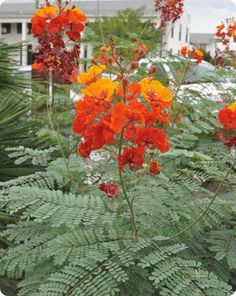 red and yellow flowers in the middle of some green plants with white buildings in the background