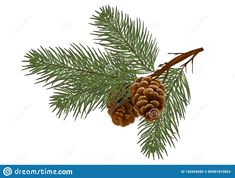 pine cone and branch on white background stock photo image 3789762