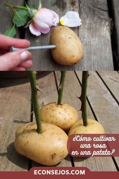 potatoes are being cut and placed on the table