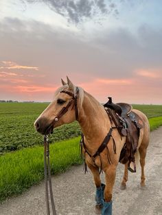 a horse tied to a leash on a dirt road in front of a green field