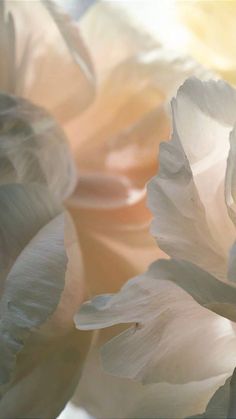 closeup of white flowers with soft light coming from the center and petals in the middle