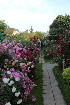 a pathway lined with lots of different colored flowers