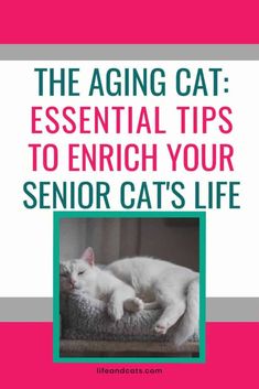 the aging cat's essential guide to enriching your senior cat's life