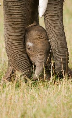 an adult elephant standing next to a baby elephant on top of a grass covered field