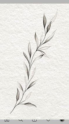 Tato Flash, Olive Branch Tattoo, Branch Tattoo, Stylish Tattoo, Vine Tattoos, Forearm Tattoo Women, Tattoo Ideas Female, Tattoo Bracelet, Spine Tattoos