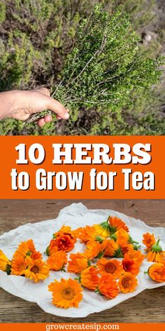 orange flowers on a white plate with text overlay that reads 10 herbs to grow for tea