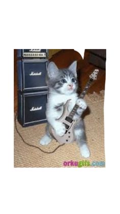 a kitten is playing with an electric guitar