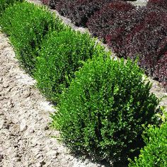 some very pretty green bushes by the side of the road with red and purple flowers