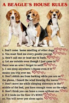 beagle's house rules poster with two dogs sitting next to each other and hearts in the background