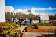 many people are standing around an outdoor garden with raised beds and plants in the foreground