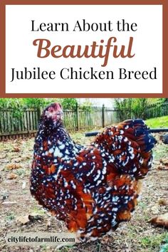 a chicken with the words learn about the beautiful jubilee chicken breed in front of it