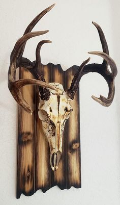 a deer skull mounted to the side of a wall