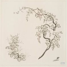 an ink drawing of a tree branch with flowers on it and another plant in the background