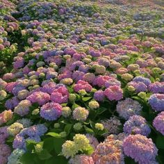 many different colored flowers are in the field