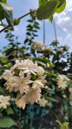 white flowers are blooming in the garden