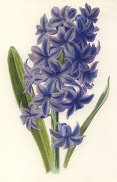 a painting of blue flowers on a white background