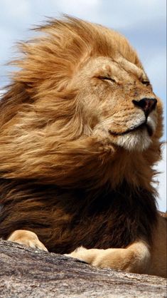 a close up of a lion laying on top of a cement ground with its eyes closed