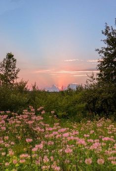 the sun is setting behind some trees and wildflowers in an open field with pink flowers