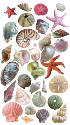 many different shells and starfishs on a white background