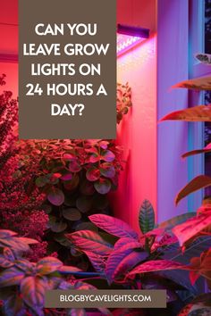 purple plants with the words can you leave grow lights on 24 hours a day?