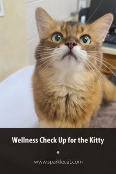 a cat looking up at the camera with text that reads, wellness check up for the kittyy