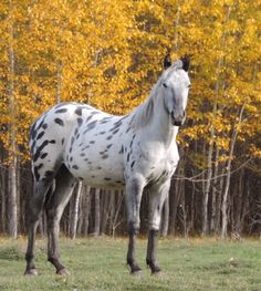 a white and black spotted horse standing in front of some trees with yellow leaves on it