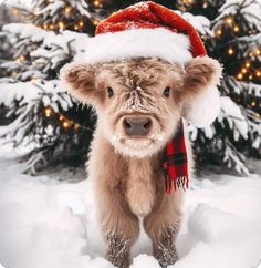 a baby calf wearing a santa hat in the snow