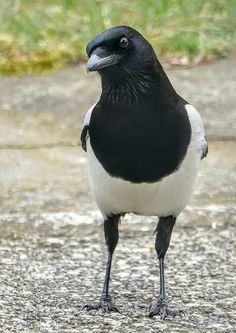 a black and white bird standing on the ground