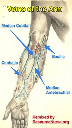 an image of the veins of the arm and wrist, labeled in blue arrows