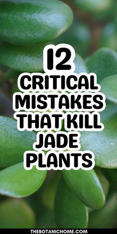 How to grow and care for a jade plant (Crassula ovata), featuring tips on jade propagation and jade plant pruning for indoor succulent gardens.