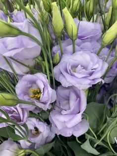 a bunch of purple flowers with green stems