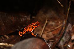 an orange and black frog sitting on top of a leaf covered forest floor next to rocks