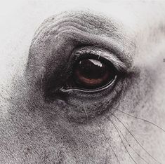 the eye of a horse is shown in black and white