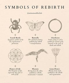 Rebirth Symbol, Grateful For Life, Remembrance Tattoos, Witch Tattoo, Illustration Simple