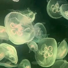 Pretty Jellyfish, Aesthetic Icon, Jellyfish, Wallpaper Ideas, Pretty Wallpapers, Phone Wallpapers