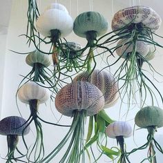 an arrangement of sea urchins hanging from the ceiling