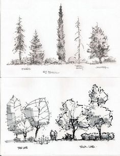 two drawings of trees in different stages of development