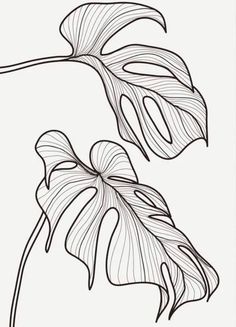 a drawing of two leaves on a branch with one leaf extended to the other side